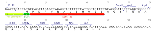 Multiple cloning site image of pSpot7