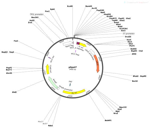 Vector Map of pSpot7