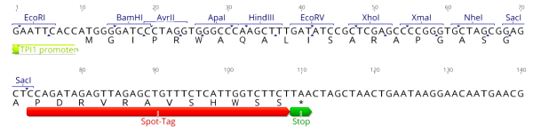 Multiple cloning site image of pSpot8