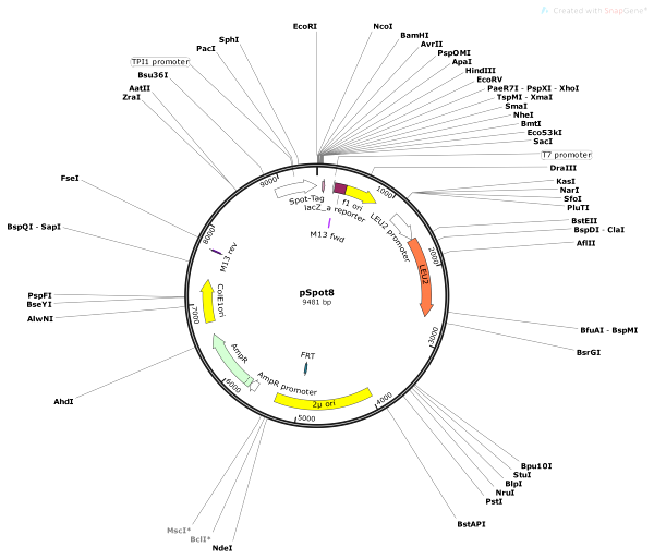 Vector Map of pSpot8