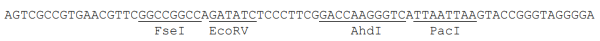 Multiple cloning site image of pSMPUW-Neo