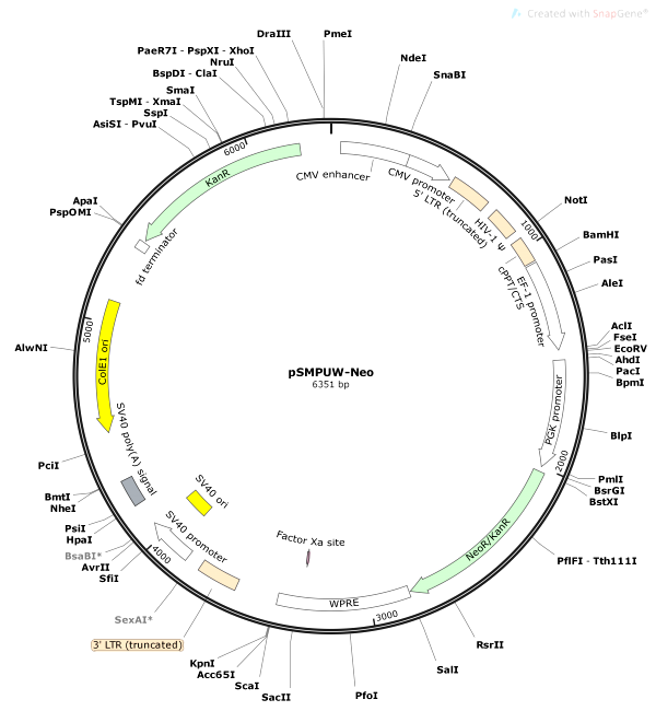 Vector Map of pSMPUW-Neo