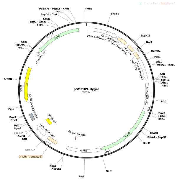 Vector Map of pSMPUW-Hygro