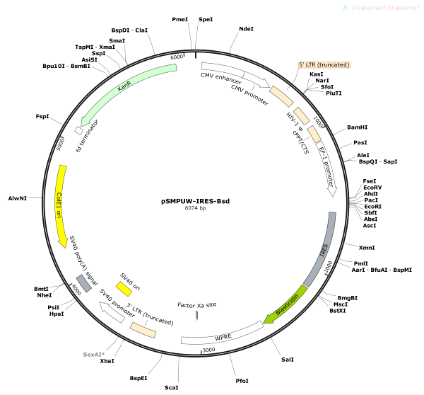 Vector Map of pSMPUW-IRES-Bsd