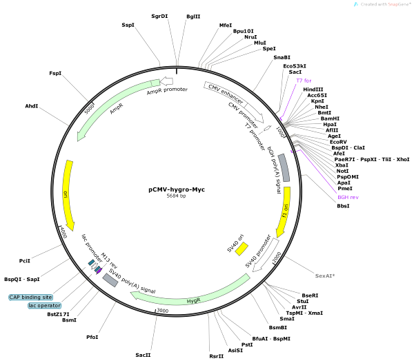 Vector Map of pCMV-hygro-Myc