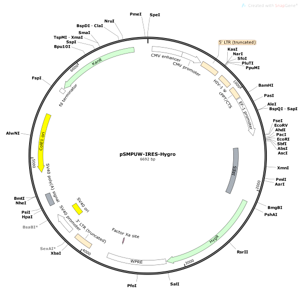 Vector Map of pSMPUW-IRES-Hygro