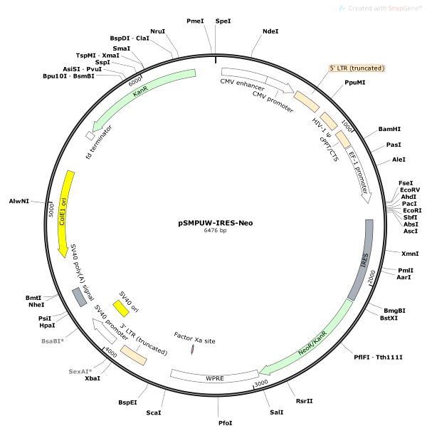 Vector Map of pSMPUW-IRES-Neo