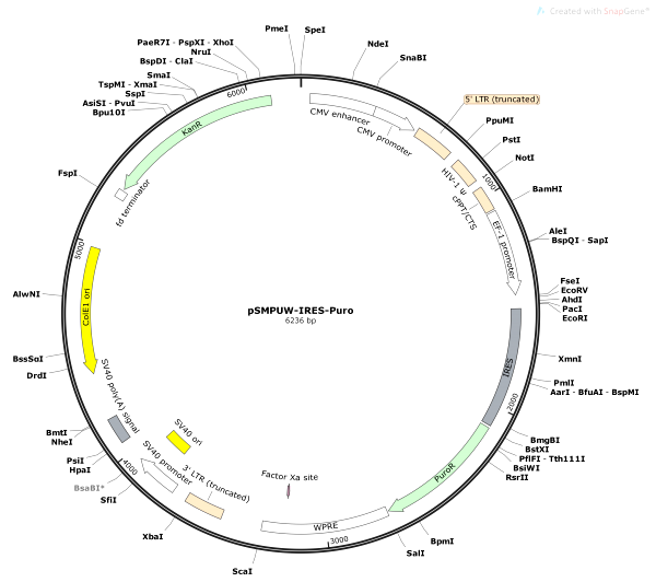 Vector Map of pSMPUW-IRES-Puro