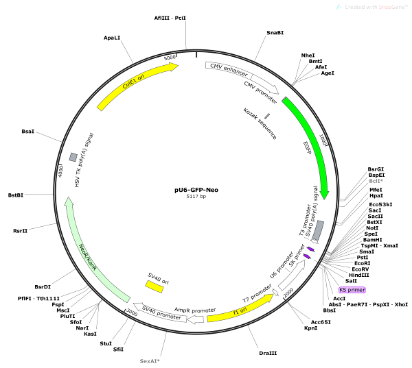 Vector Map of pU6-GFP-Neo