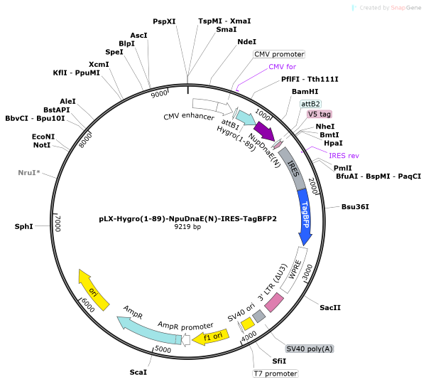 Vector Map of pLX-Hygro(1-89)-NpuDnaE(N)-IRES-TagBFP2