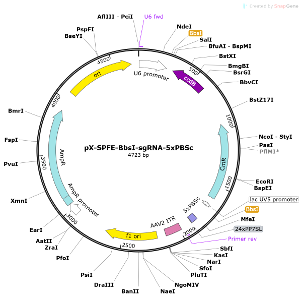 Vector Map of pX-SPFE-BbsI-sgRNA-5xPBSc