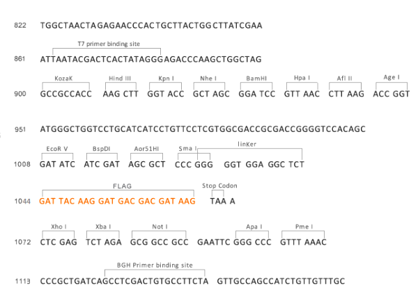 Multiple cloning site image of pCMV2-FLAG