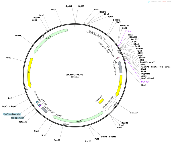 Vector Map of pCMV2-FLAG