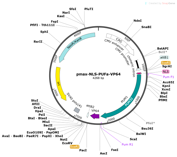 Vector Map of pmax-NLS-PUFc-VP64