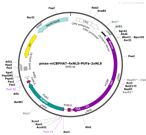 Vector Map of pmax-mCBPHAT-4xNLS-PUFa-2xNLS