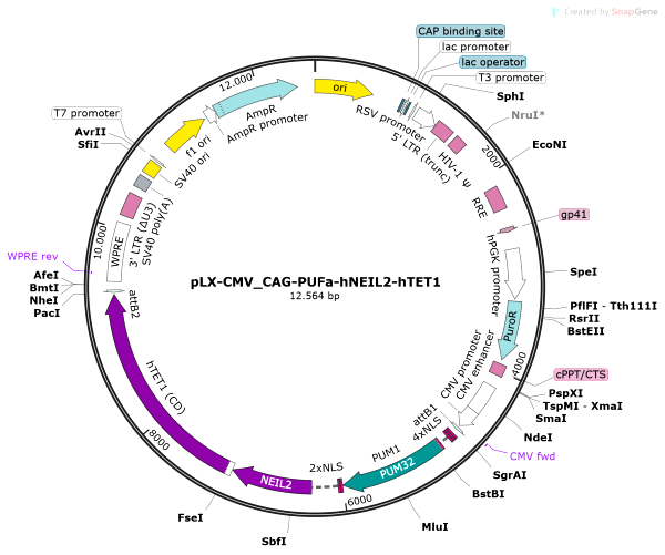 Vector Map of pLX-CMV_CAG-PUFa-hNEIL2-hTET1