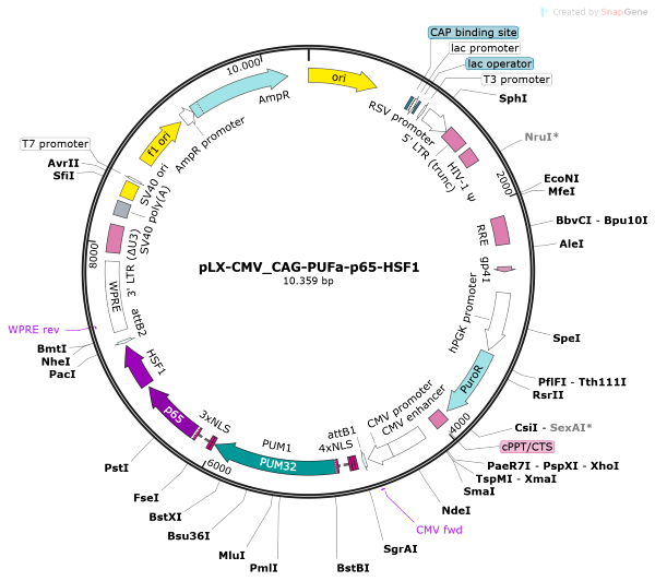 Vector Map of pLX-CMV_CAG-PUFa-p65HSF1