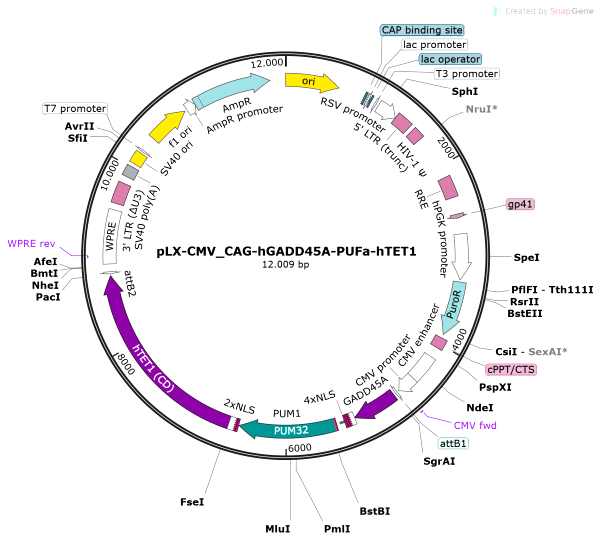 Vector Map of pLX-CMV_CAG-hGADD45A-PUFa-hTET1