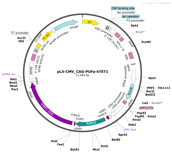 Vector Map of pLX-CMV_CAG-PUFa-hTET1