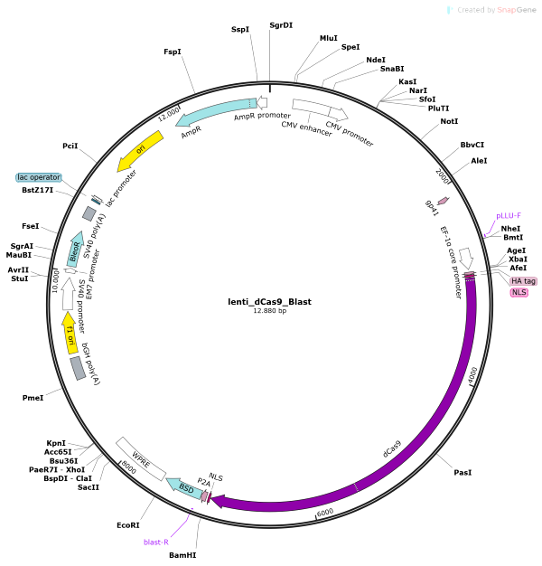 Vector Map of lenti_dCas9_Blast