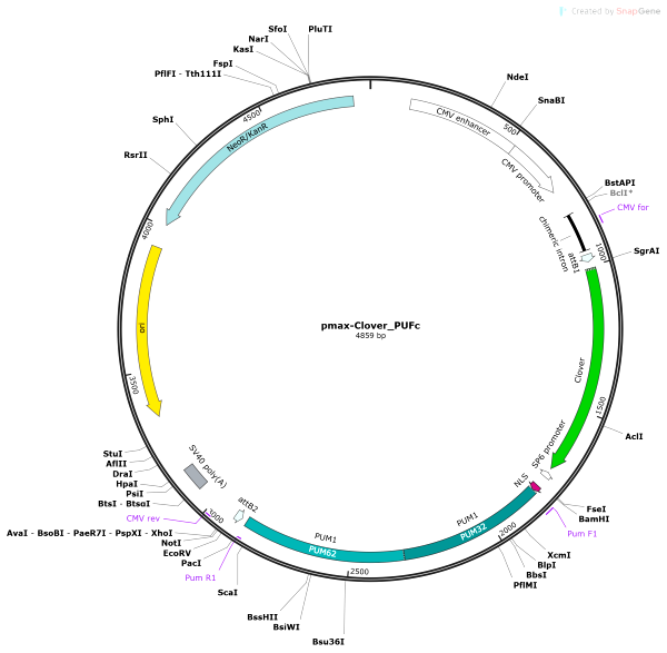 Vector Map of pmax-Clover_PUFc