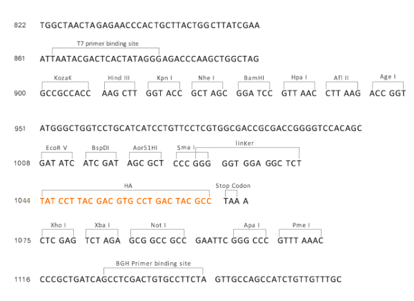 Multiple cloning site image of pCMV2-HA