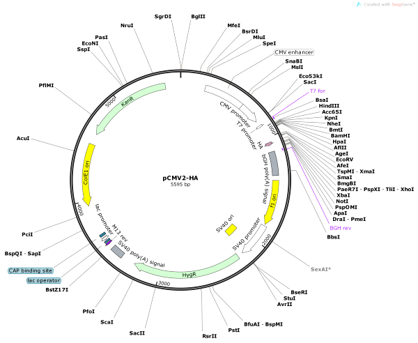 Vector Map of pCMV2-HA