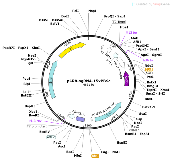 Vector Map of pCR8-sgRNA-15xPBSc