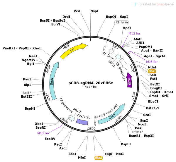 Vector Map of pCR8-sgRNA-20xPBSc