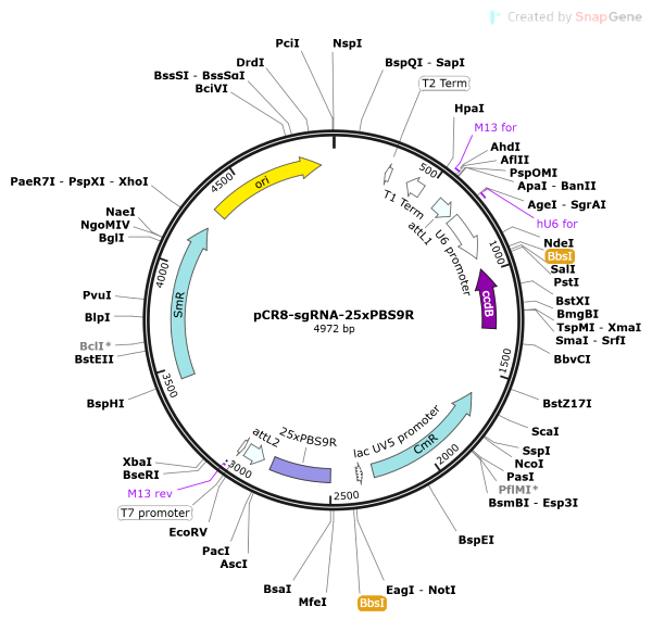 Vector Map of pCR8-sgRNA-25xPBS9R
