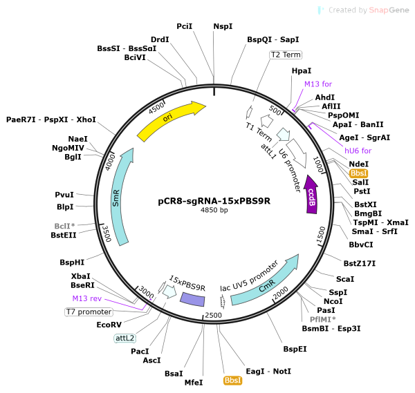 Vector Map of pCR8-sgRNA-15xPBS9R