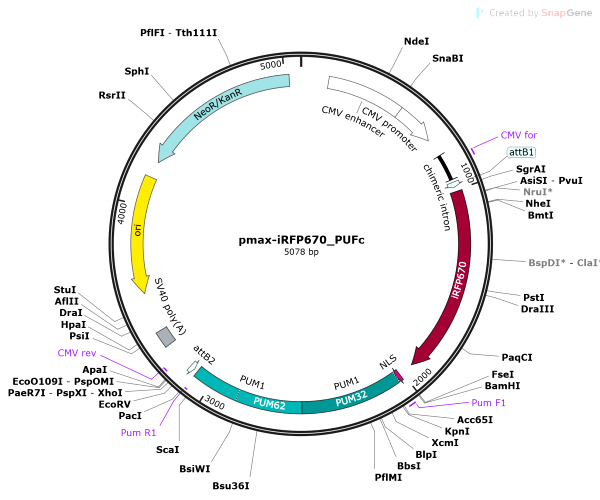 Vector Map of pmax-iRFP670_PUFc