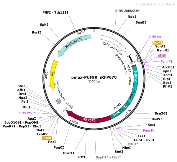 Vector Map of pmax-PUF9R_iRFP670