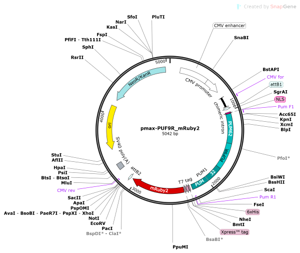 Vector Map of pmax-PUF9R_mRuby2