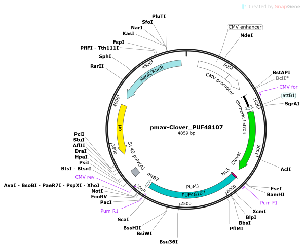 Vector Map of pmax-Clover_PUF48107