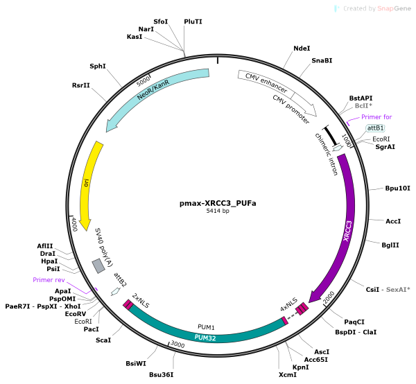 Vector Map of pmax-XRCC3_PUFa