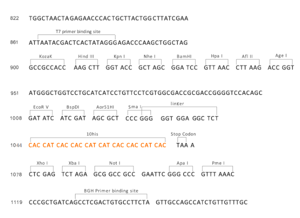 Multiple cloning site image of pCMV2-His