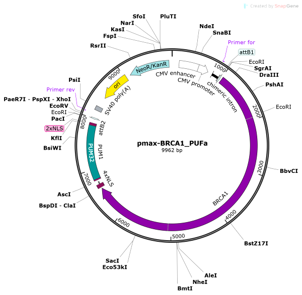Vector Map of pmax-BRCA1_PUFa