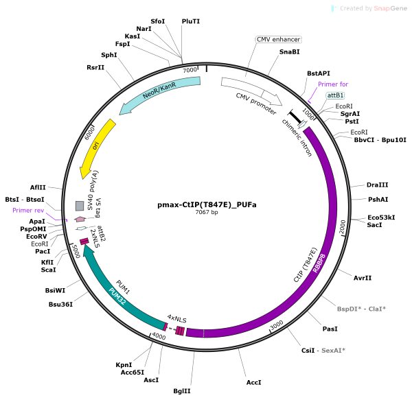 Vector Map of pmaxCtIP(T847E)_PUFa