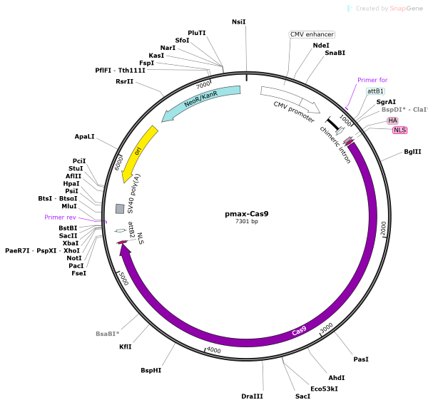 Vector Map of pmax-Cas9