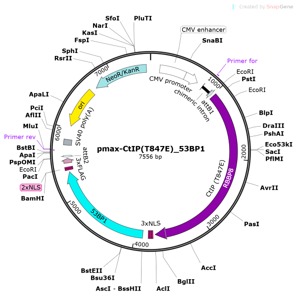 Vector Map of pmax-CtIP(T847E)_53BP1