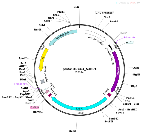 Vector Map of pmax-XRCC3_53BP1