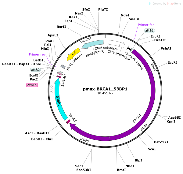 Vector Map of pmax-BRCA1_53BP1