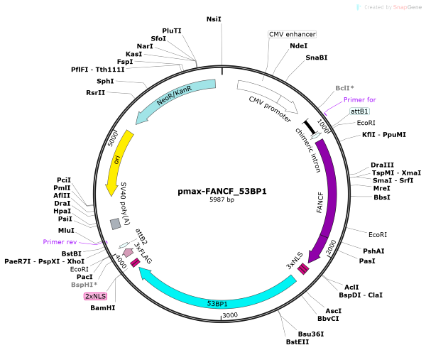 Vector Map of pmax-FANCF_53BP1