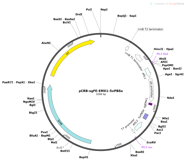 Vector Map of pCR8-sgFE-EMX1-5xPBSa