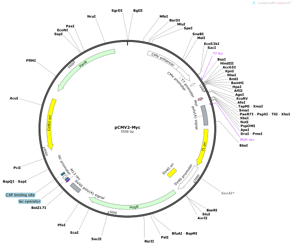 Vector Map of pCMV2-Myc