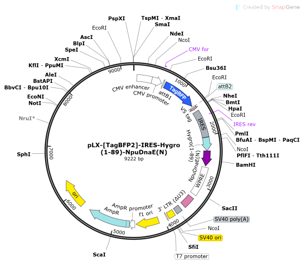 Vector Map of pLX-[TagBFP2]-IRES-Hygro(1-89)-NpuDnaE(N)
