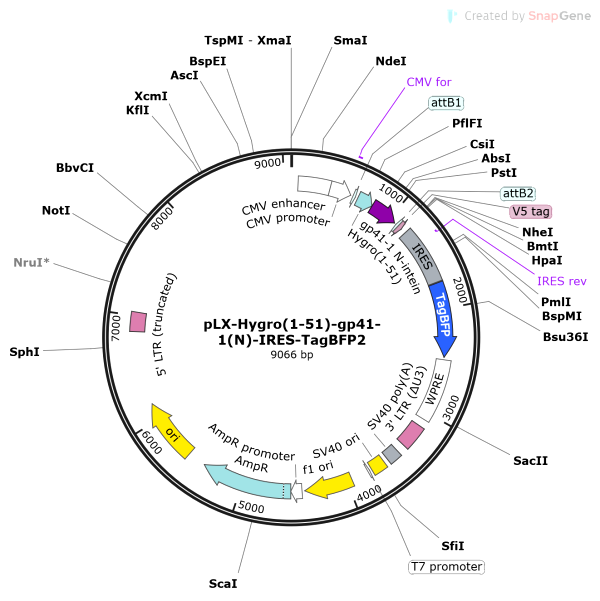 Vector Map of pLX-Hygro(1-51)-gp411(N)-IRES-TagBFP2