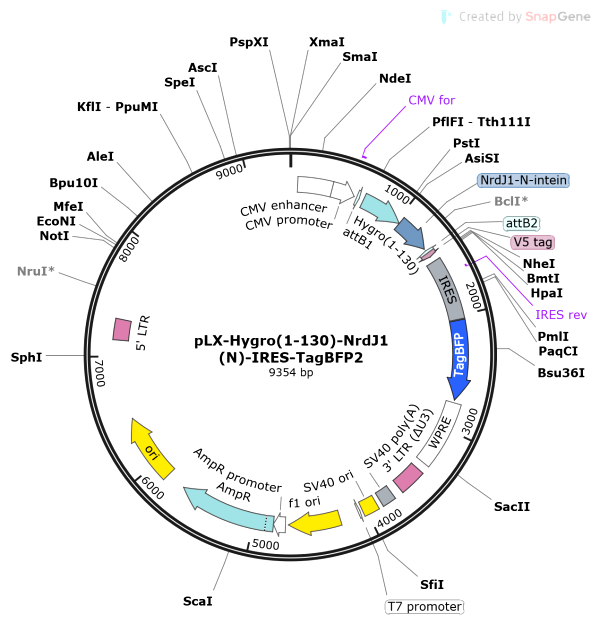 Vector Map of pLX-Hygro(1-130)-NrdJ1(N)-IRES-TagBFP2