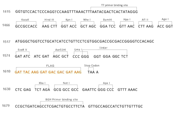 Multiple cloning site image of pCMV3-C-FLAG